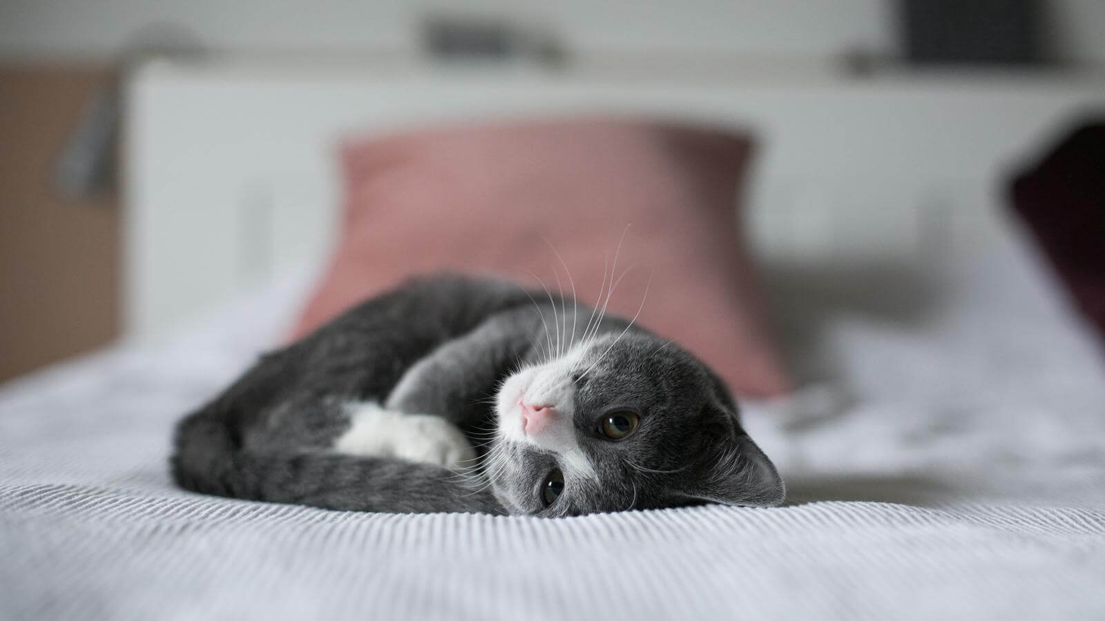 A gray and white kitten lying on its side on a white bed with a pink pillow.